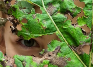 Дрво, моје дрво-израсло си прво…